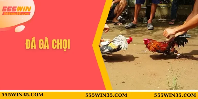 Đá Gà Chọi 555WIN - Chiến Lược Để Tìm Ra Chiến Kê Phù Hợp Nhất 3 đá gà chọi