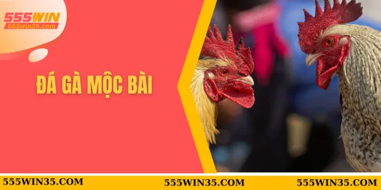 Đá Gà Mộc Bài Tại 555WIN – Sân Chơi Cực Nóng Cho Bạn 4 Đá gà Mộc Bài