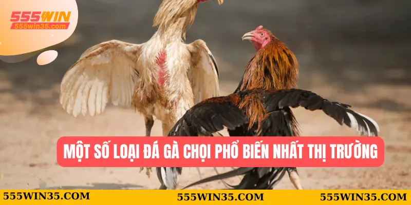 Đá Gà Chọi 555WIN - Chiến Lược Để Tìm Ra Chiến Kê Phù Hợp Nhất 1 Một số loại đá gà chọi  phổ biến nhất thị trường