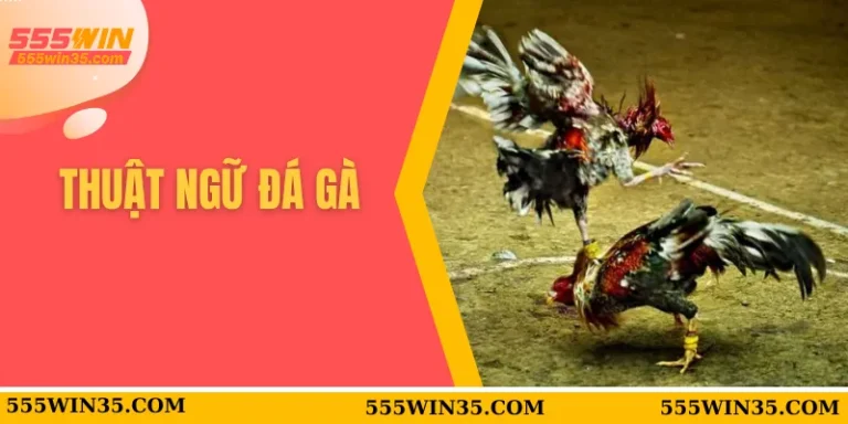 Thuật Ngữ Đá Gà 555WIN - Tân Thủ Cũng Thành Cao Thủ 2 thuật ngữ đá gà