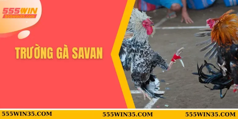 Trường Gà Savan - Trang Chủ Uy Tín Tại Nhà Cái 555WIN 1 trường gà savan