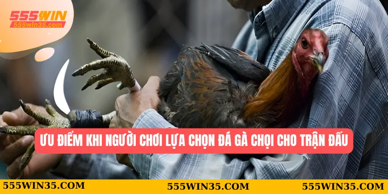 Đá Gà Chọi 555WIN - Chiến Lược Để Tìm Ra Chiến Kê Phù Hợp Nhất 2 Ưu điểm khi người chơi lựa chọn đá gà chọi  cho trận đấu